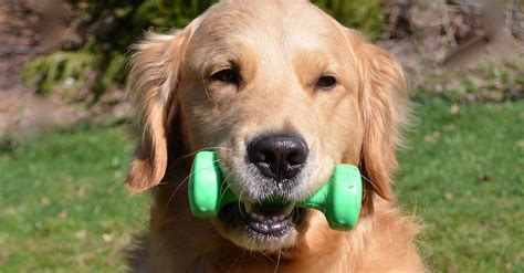Or f youd like a little more info, then red the full review to see how it can help you too! How Much Exercise Golden Retrievers Actually Need (Puppies ...