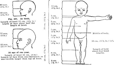 Proportions Of A Healthy Childs Body At Birth And Birth And One Year