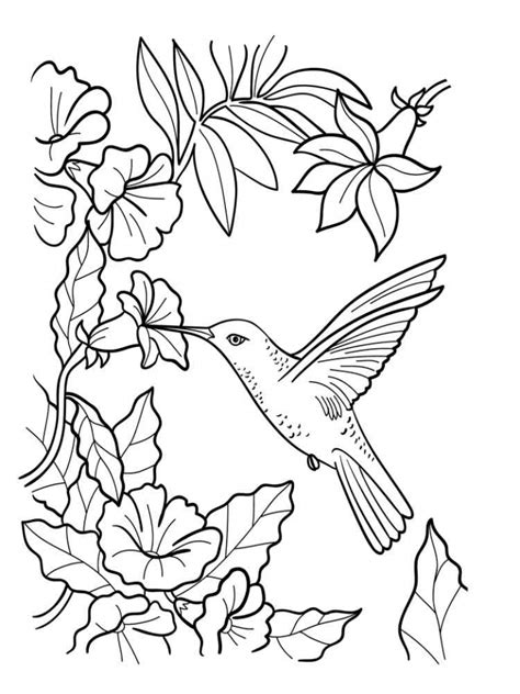 20 Free Printable Hummingbird Coloring Pages