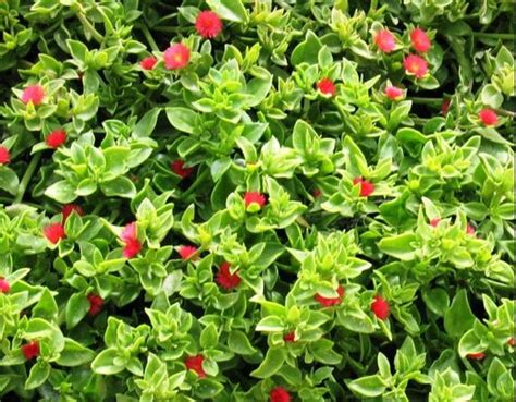 New Arrival Home Garden Plant 100 Seeds Nice Cuttings Red Apple Ice Plant Aptenia Cordifolia