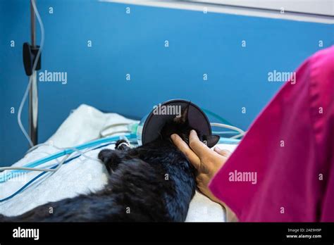 Induction Anesthesia In A Black Cat Stock Photo Alamy