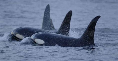 12 Fascinating Facts You Didnt Know About Killer Whales