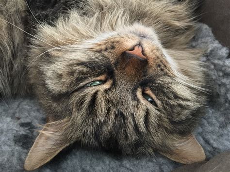 Beda cerita lagi jika ciblek tersebut masih anakan akan cukup susah dalam membedakannya. Gambar : hewan, imut, membelai, bulu, halus, anak kucing ...