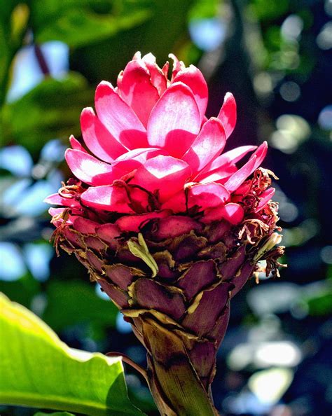 Pink Ginger Flower Photograph By Amy Mcdaniel