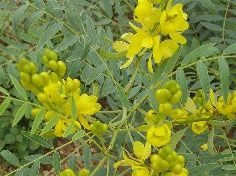 Cassia Plant Growing And Care Guide For Gardeners