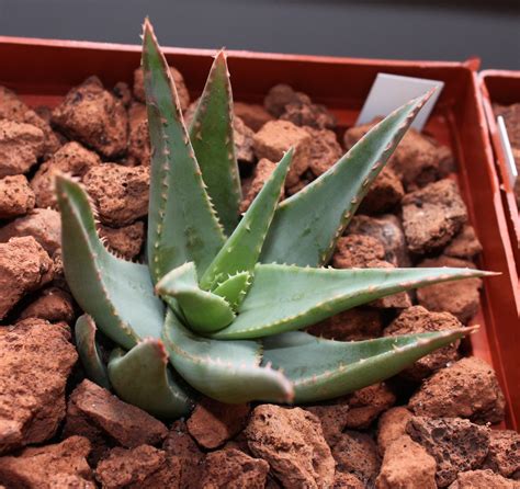 Aloe Krapohliana 2 2013 06 10 Cm Pot Just Bought From Flickr