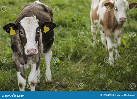 Portrait Of Two Calves They Look At The Camera Stock Image Image Of