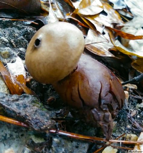 Pin by Richard Bourne on Mushroom Photography | Stuffed mushrooms, Mushroom fungi, Fungi