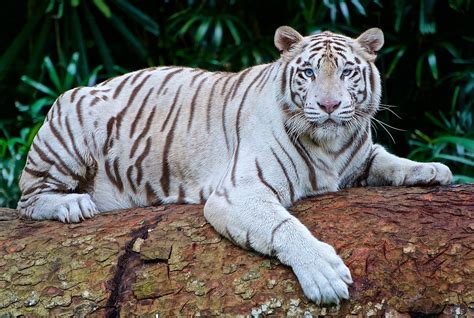 The stripes on the head are more of my imagination because the tiny stripes and dots were too difficult. White tiger - Wikipedia