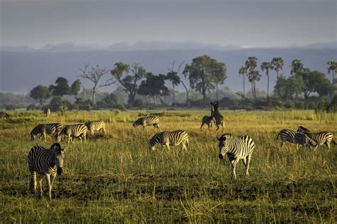 Moremi Game Reserve Botswana Sensational Africa Wildlife Safaris