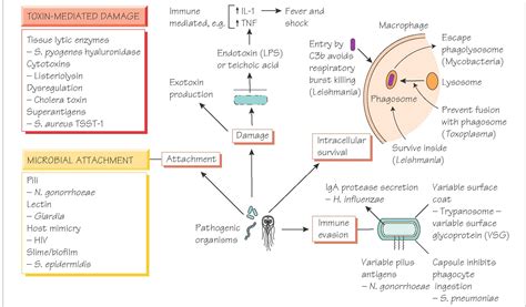 Pathogenicity And Pathogenesis Of Infectious Disease