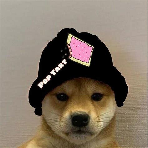 Profile Picture Dog With Hat Meme Supreme Fotodtp