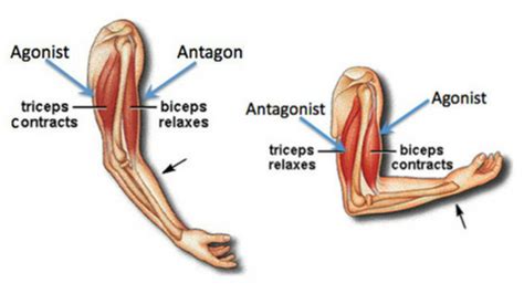 This is the coracoid process. ANTAGONIST PAIRED SETS: A POWERFUL TOOL FOR MUSCLE GROWTH