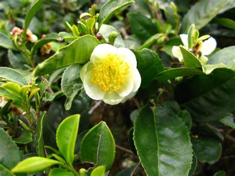 Beautiful Darjeeling Tea Flower Green Tea Plant Camellia Plant Tea