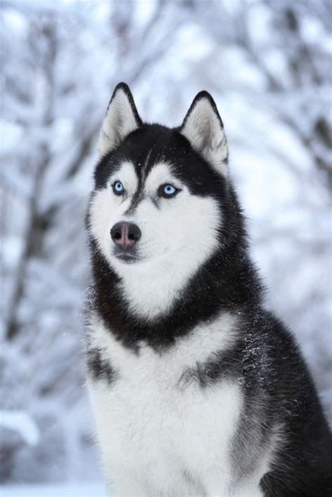 Siberian Husky Husky Dogs Siberian Husky Dog Siberian Husky