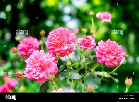 Pink Ever Blooming Rose Bush Usa Stock Photo Alamy