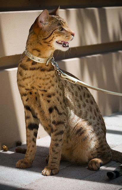 7 Of The Most Expensive Cat Breeds In The World