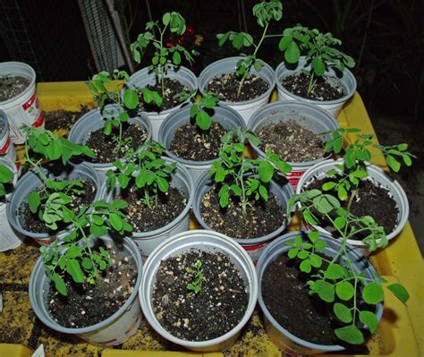 Beautiful Moringa Trees The Survival Gardener
