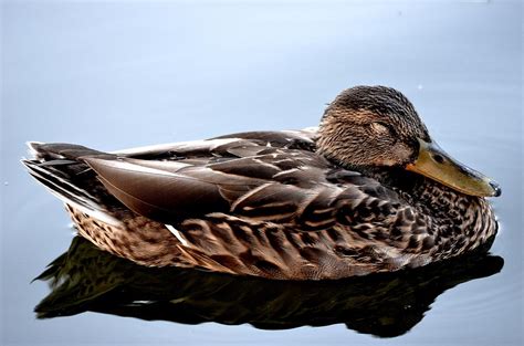 Sleeping Duck Photograph By Toby Mcguire Pixels