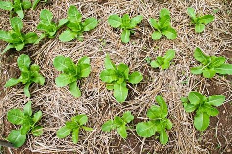 Vegetables That Grow Above The Ground The Ultimate Guide