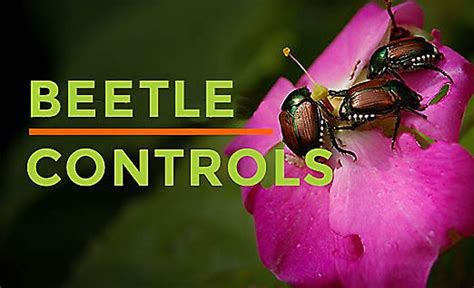 How To Get Rid Of Japanese Beetles