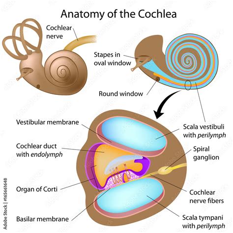 Anatomy Of The Cochlea Of Human Ear Labeled Stock Illustration