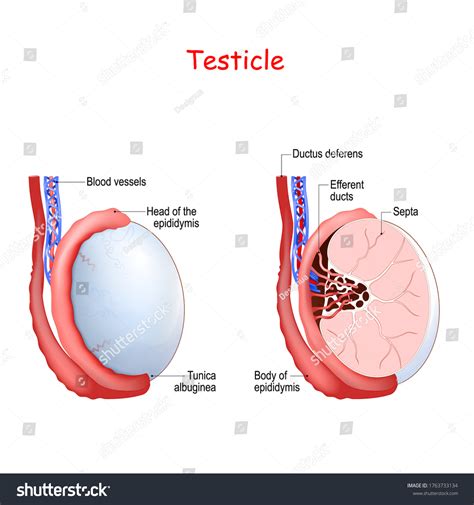 Human Testicle Dissection