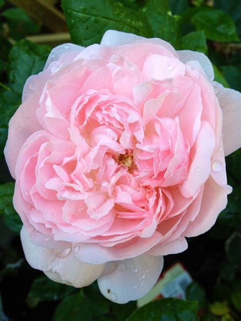 36 Best Old English Roses Images On Pinterest Old English Roses