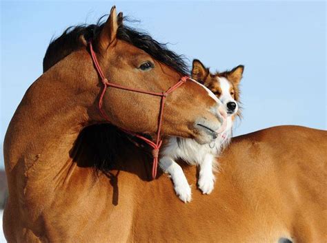 Dieser pinnwand folgen nutzer auf pinterest. Grenzenlose Zuneigung: Ganz besondere Tierfreundschaften