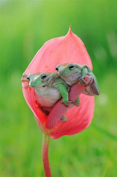 Frog Pair Nature Animals Animals And Pets Baby Animals Funny Animals