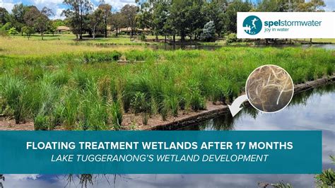 Floating Treatment Wetlands Root Growth Update After 17 Months Lake