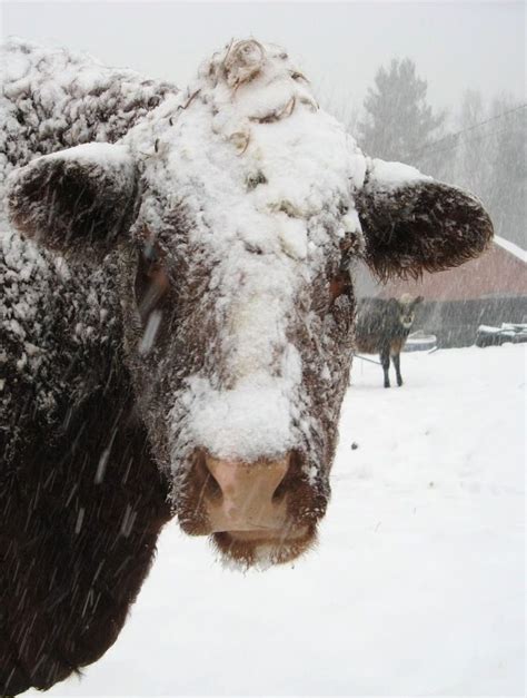 Cows In Winter Snow Storm Cow Zoo Animals Cow Calf