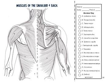 Each of these muscles is a discrete organ constructed of skeletal muscle tissue, blood vessels, tendons, and nerves. Muscular System Coloring by The Science Connection | TpT