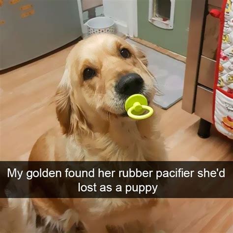 228 Funny And Cute Dog Snapchats That Will Make Your Day New Pics Artofit