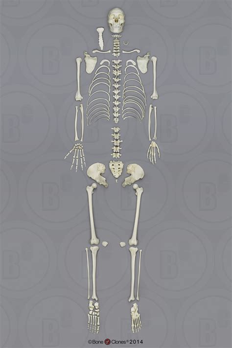 Human Male Asian Skeleton, Disarticulated - Bone Clones, Inc ...