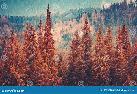 Gorgeous Autumn Landscape With Pine Trees Forest Stock Photo Image Of