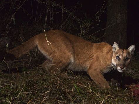 Faaxaal Photos Nature Gratuites Et Libres De Droits Puma Cougar