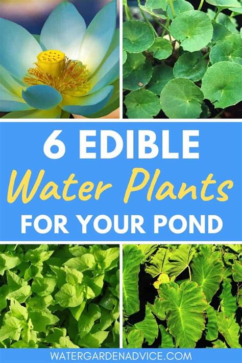 6 Edible Aquatic Plants Water Garden Advice