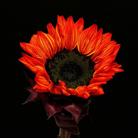 Flaming Flower Photograph By Judy Vincent Fine Art America