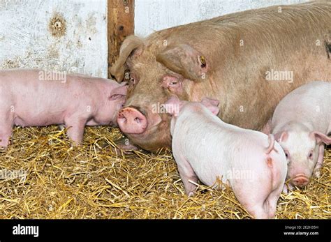 Mother Pig Sow And Three Piglets Stock Photo Alamy