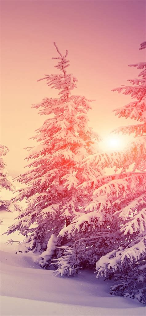 Wallpaper Thick Snow Winter Forest Trees Warm Sun 3840x2160 Uhd 4k