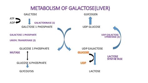 Galactose Metabolism Enzymes Steps Pathways Uses