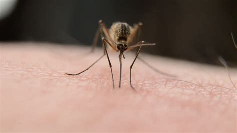 Close Up Of A Mosquito Blood Sucking On Human Skin Stock Footage Video