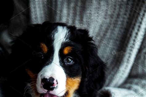 Little Puppy Of Bernese Mountain Dog On Hands Of Fashionable Girl With