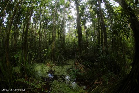 What Is Peat Swamp And Why Should I Care