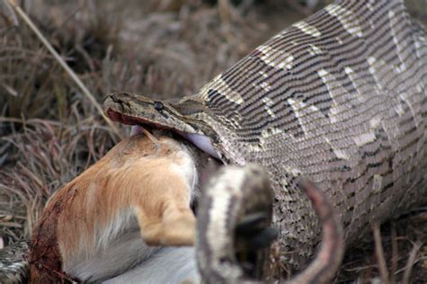 Filepython Natalensis Antelope South Africa Wikimedia Commons