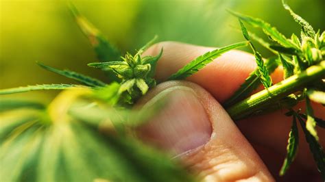 Jun 09, 2021 · gov. 10 Ways to Use Your Male Marijuana Plants - Wikileaf
