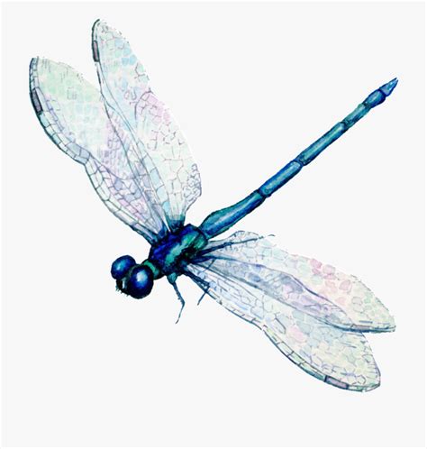 Dragonfly Transparent Painted Watercolor Dragon Fly Art