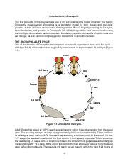 IntroductionToDrosophila Pdf Introduction To Drosophila The First Two Units In This Course