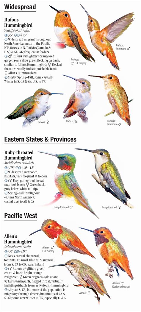 Hummingbirds Of North America Quick Reference Publishing